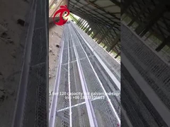 আধা স্বয়ংক্রিয় পাখি স্তর খাঁচা 15000 পাখি ম্যানুয়াল পাখি খাঁচা নাইজেরিয়া আইরিস