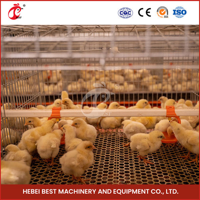 20,000 পাখি সহজ অপারেট সম্পূর্ণ স্বয়ংক্রিয় Broiler খাঁচা সিস্টেম জন্য মুরগি খামার স্যান্ডি