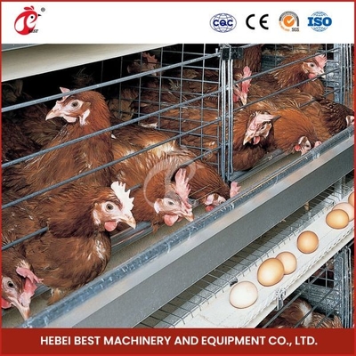 380V 5 স্তর স্বয়ংক্রিয় মুরগির স্তর খাঁচা ডিম laying জন্য সরঞ্জাম Ada