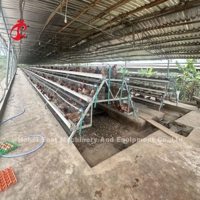 ৫০০-১০০০ পাখির আইরিসের জন্য স্তর ৩ বা ৪ স্তরের ব্যাটারি কেজ সিস্টেম
