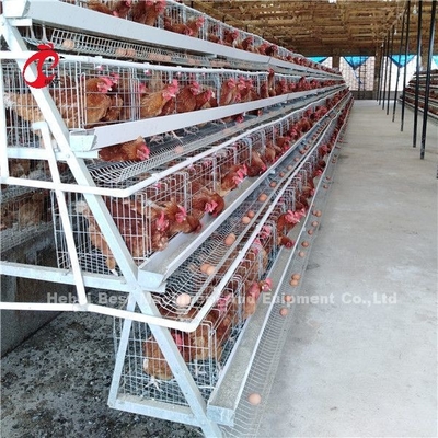 2.8mm-3.5mm Cage Wire Diameter Poultry Cage System শ্রম সাশ্রয় লাভ বৃদ্ধি আইরিস